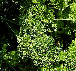 香菜,草藥,廠