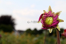 花,植物,自然