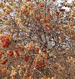 野生花卉,開花,繽紛
