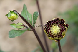 花,植物,自然