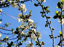 科,樹,開花
