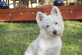 小獵犬,動(dòng)物,寵物