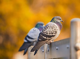 鳥,鴿,性質(zhì)
