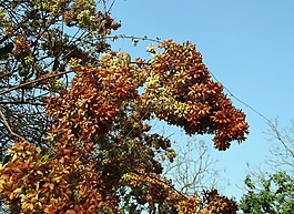 野生花卉,開花,繽紛
