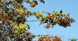 野生花卉,開花,繽紛