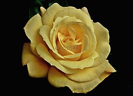 玫瑰,黄,花