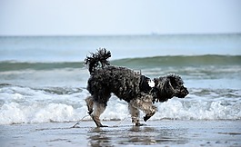 水,海灘,狗