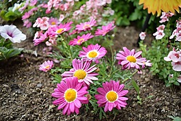 鮮花,花壇,花園