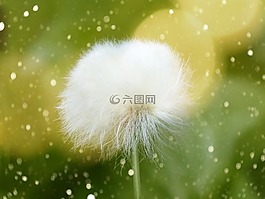 cottongrass,scheuchzer wollgras,开花