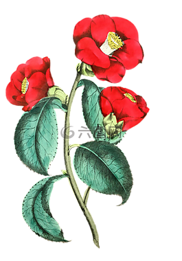 花,鲜花,红色