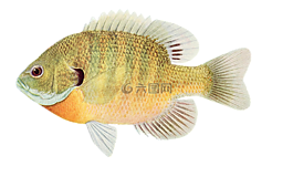 魚,動物,水