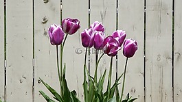 性質(zhì),春,鮮花