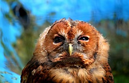 貓頭鷹,鳥,動物