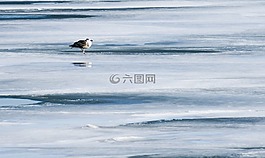 自然,冰,海鷗