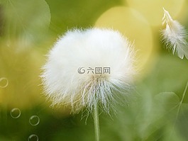 scheuchzer wollgras,cottongrass,开花