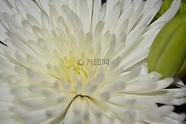 野花,花,菊花