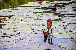 樹,性質(zhì),蓮花