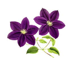 鐵線蓮,花,鮮花