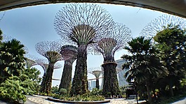 人造树,新加坡,植物园