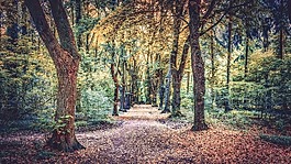 路徑,戶外,森林