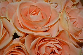 玫瑰,花束,安排