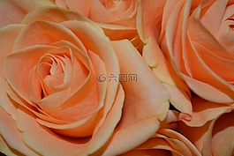 玫瑰,花束,安排