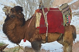 駱駝,動物,哺乳動物