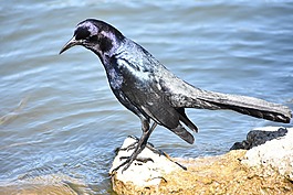 鳥(niǎo),水,湖