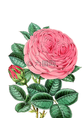 玫瑰,花,鮮花