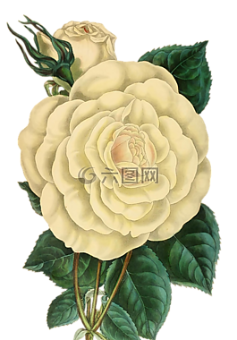 玫瑰,花,鮮花