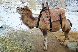 駱駝,動物,哺乳動物