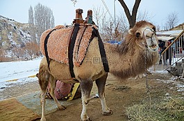 駱駝,動物,哺乳動物
