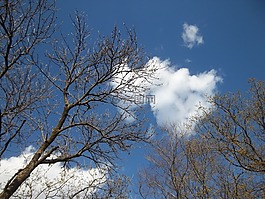 樹,分支機(jī)構(gòu),天空