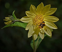 蜜蜂,開(kāi)花,關(guān)閉