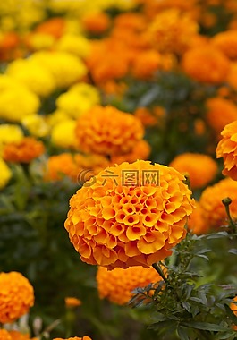 秋季,秋天花,鮮花