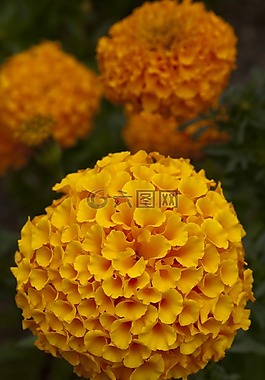秋季,秋天花,鮮花
