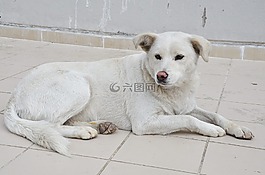 狗,寵物,動物