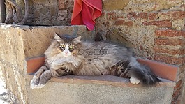 猫咪,西伯利亚猫,动物医院