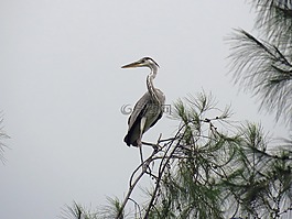 鷺,蒼鷺,鳥