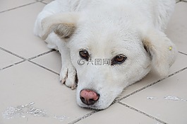 狗,寵物,動(dòng)物