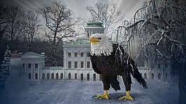 冬天,鷹,鳥