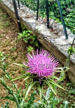 水飞蓟,蓟,花