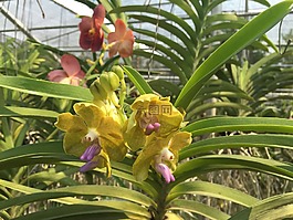 泰國,蘭花,花
