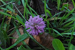 udaberria,花,lorea