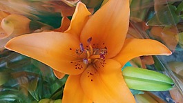 橙花,花,植物