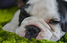 狗,牛頭犬,白