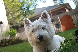 小獵犬,白,狗