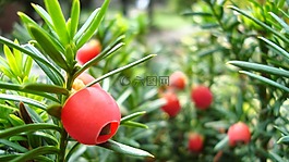 紅色,漿果,水果