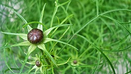 植物,開(kāi)花,對(duì)稱(chēng)性