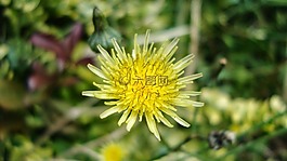 蒲公英,黃色花,黃色